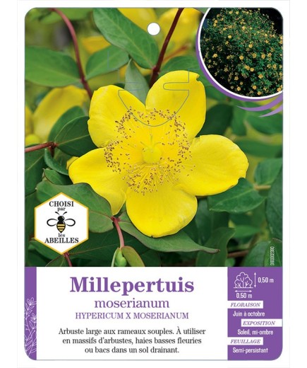 HYPERICUM X MOSERIANUM voir Millepertuis