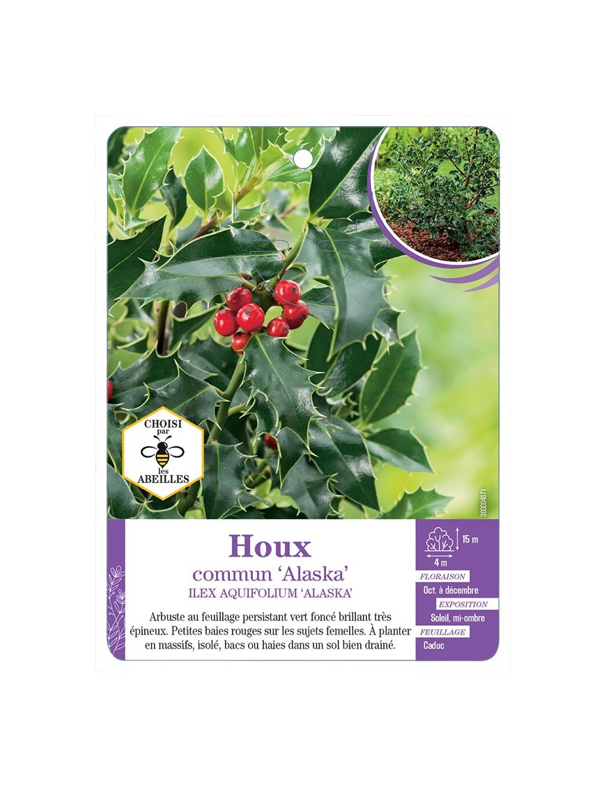 ILEX AQUIFOLIUM ALASKA voir Houx commun