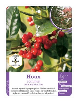 ILEX AQUIFOLIUM voir Houx commun