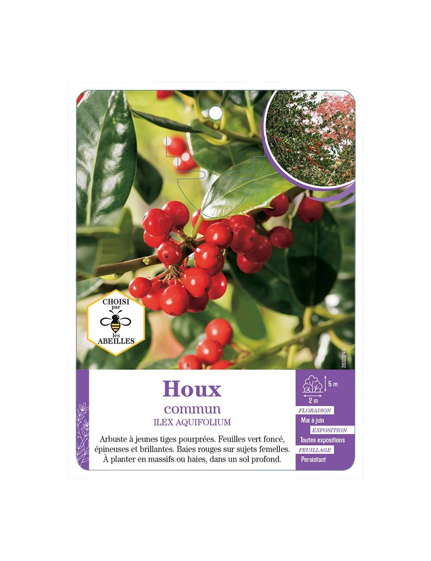 ILEX AQUIFOLIUM voir Houx commun