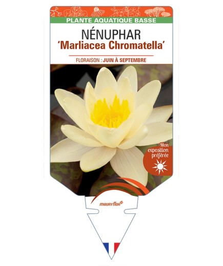 NYMPHAEA Marliacea Chromatella voir NÉNUPHAR