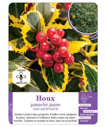ILEX AQUIFOLIUM voir Houx panaché jaune