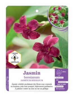 JASMINUM BEESIANUM voir Jasmin