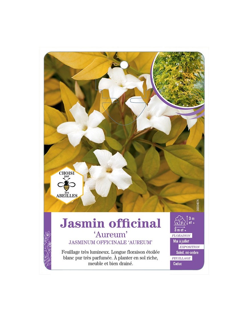 JASMINUM OFFICINALE AUREUM voir Jasmin officinal