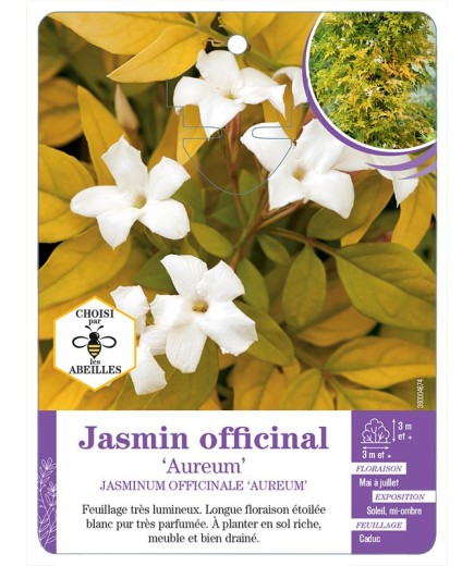 JASMINUM OFFICINALE AUREUM voir Jasmin officinal