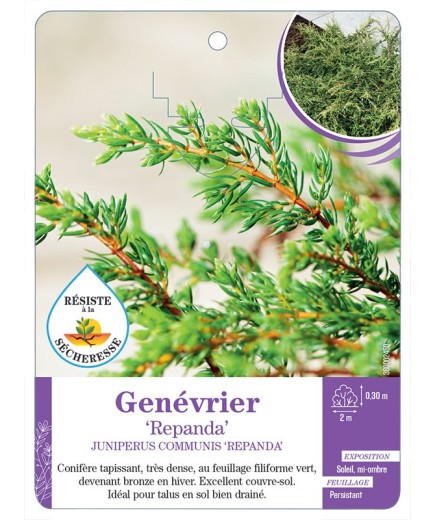 JUNIPERUS COMMUNIS REPANDA voir Genévrier