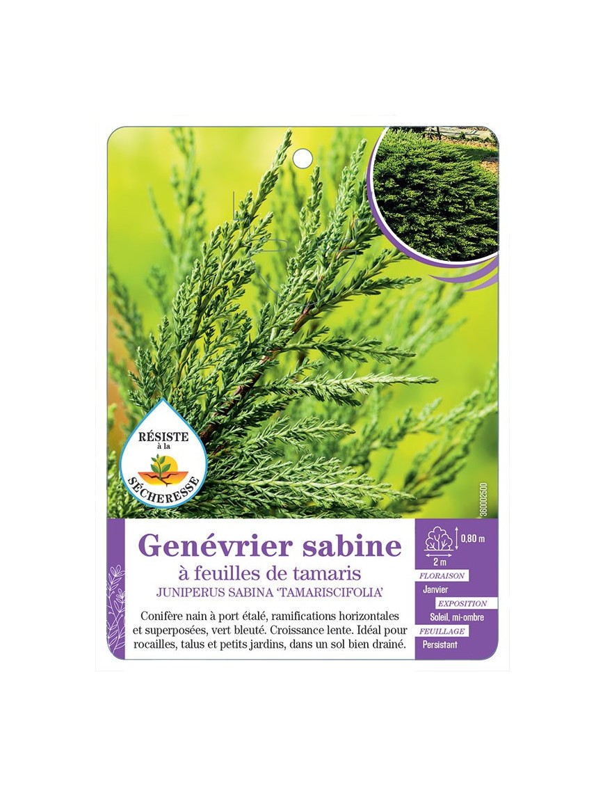 JUNIPERUS SABINA TAMARISCIFOLIA voir Genévrier sabine à feuilles de tamaris