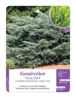 JUNIPERUS VIRGINIANA GREY OWL voir Genévrier