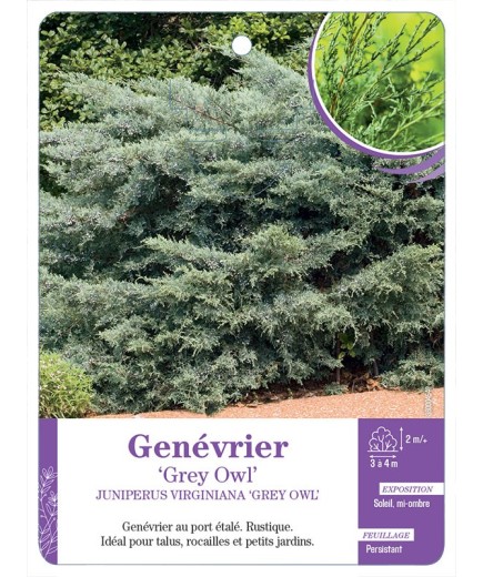 JUNIPERUS VIRGINIANA GREY OWL voir Genévrier