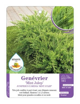 JUNIPERUS X MEDIA MINT JULEP voir Genévrier