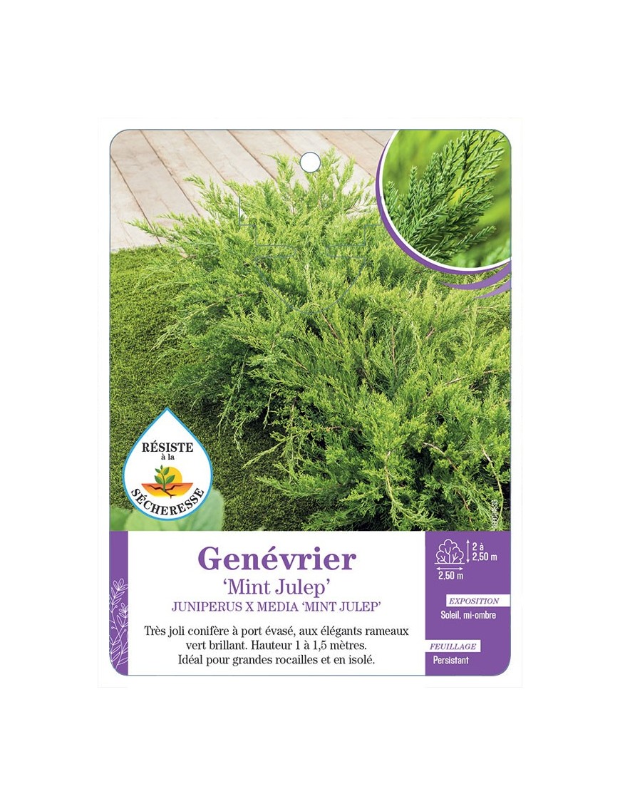 JUNIPERUS X MEDIA MINT JULEP voir Genévrier