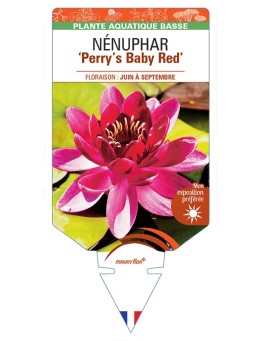 NYMPHAEA Perry's Baby Red voir NÉNUPHAR