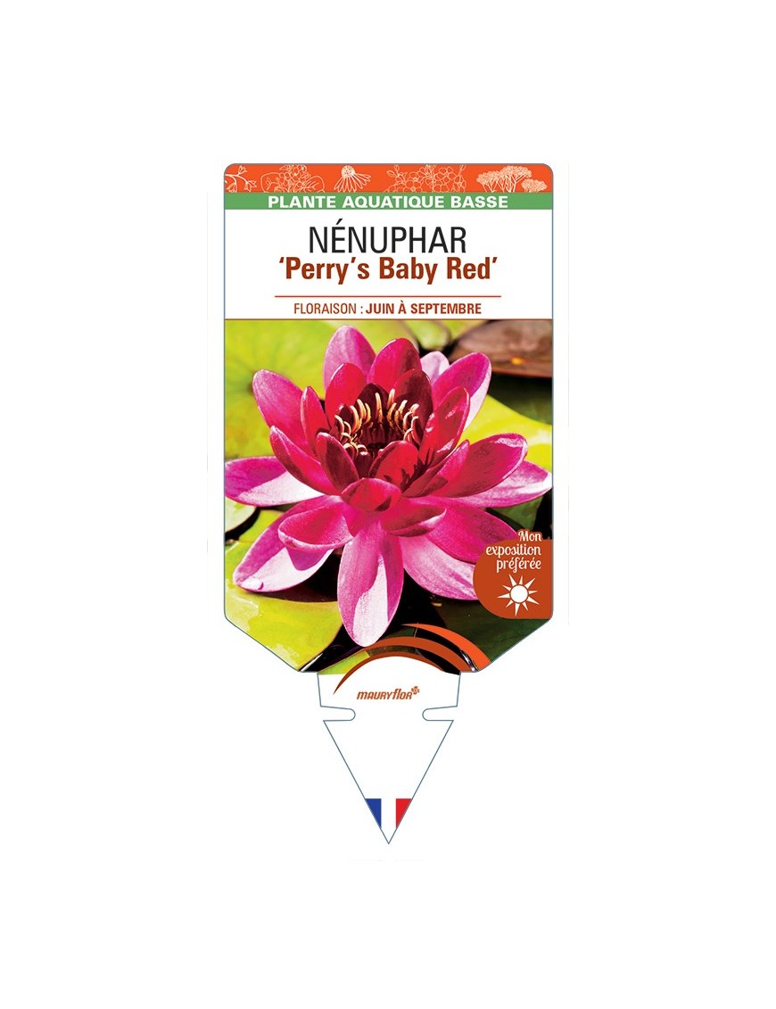NYMPHAEA Perry's Baby Red voir NÉNUPHAR