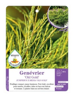 JUNIPERUS X MEDIA OLD GOLD voir Genévrier