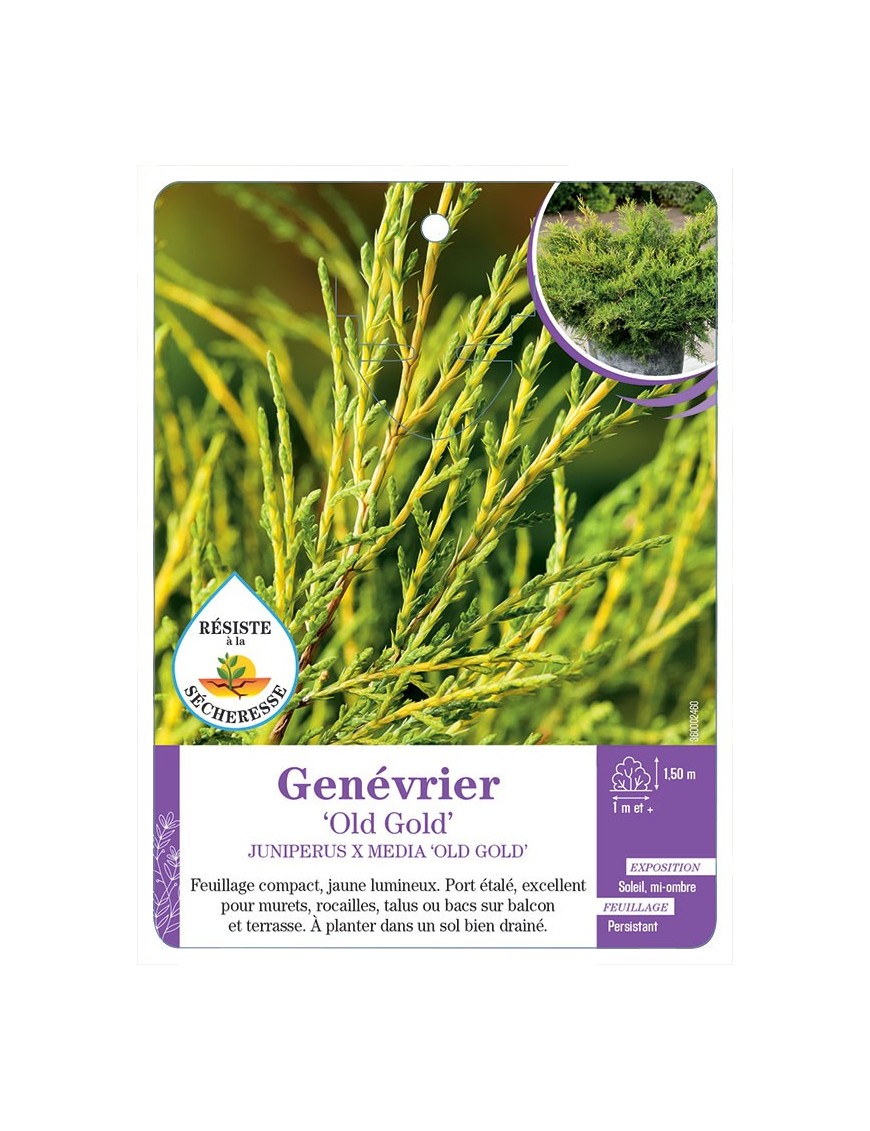 JUNIPERUS X MEDIA OLD GOLD voir Genévrier