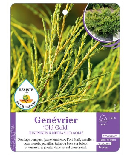 JUNIPERUS X MEDIA OLD GOLD voir Genévrier