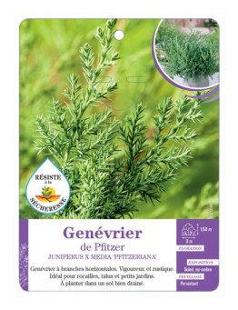 JUNIPERUS X MEDIA PFITZERIANA voir Genévrier de Pfitzer