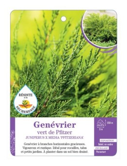 JUNIPERUS X MEDIA PFITZERIANA voir Genévrier vert de Pfitzer