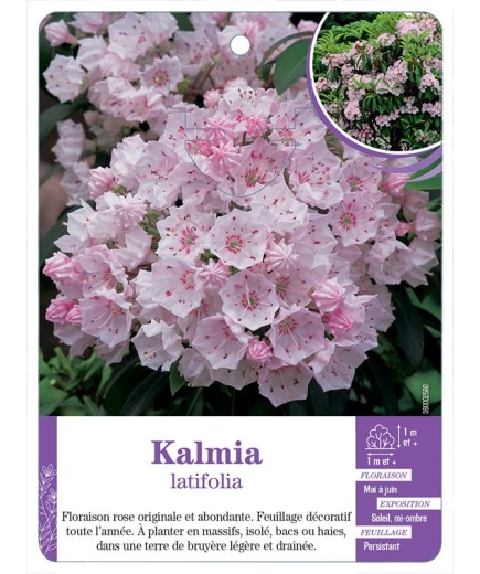 KALMIA latifolia
