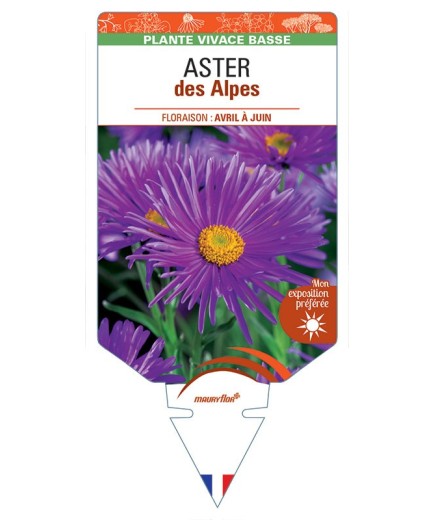 ASTER DES ALPES (violet) *