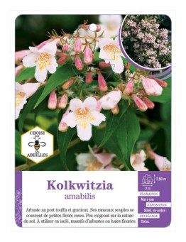 KOLKWITZIA AMABILIS (*)