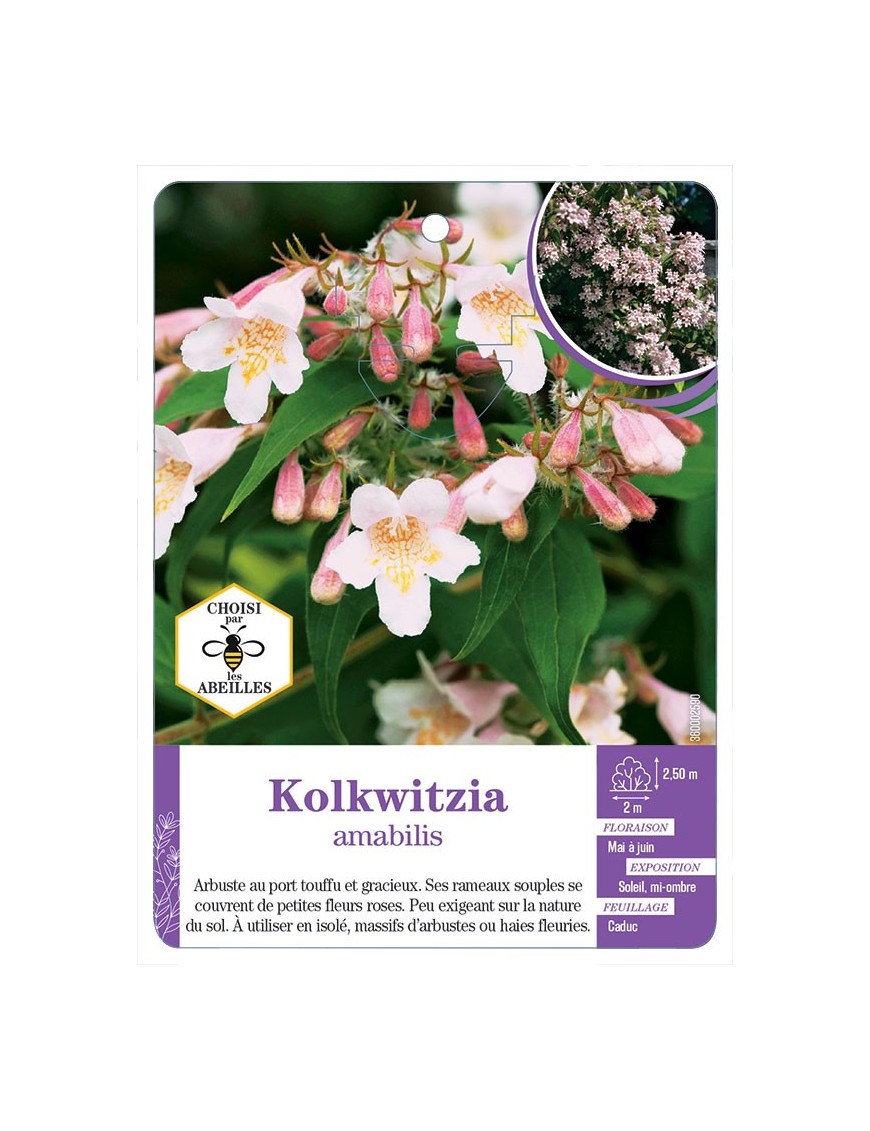 KOLKWITZIA AMABILIS (*)