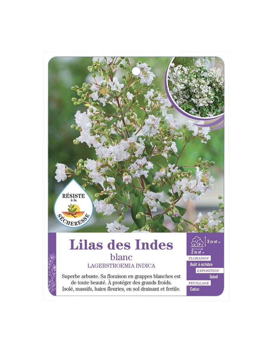 LAGERSTROEMIA blanc voir Lilas des Indes