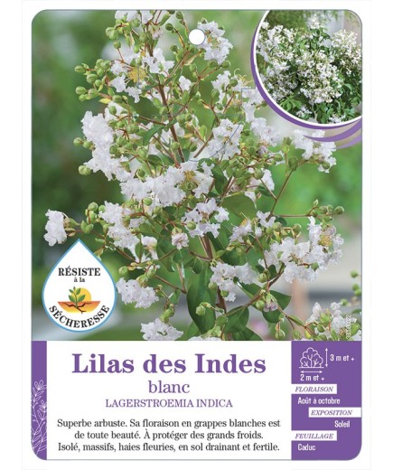 LAGERSTROEMIA blanc voir Lilas des Indes