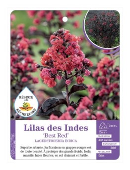 LAGERSTROEMIA BEST RED voir Lilas des Indes