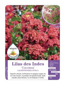 LAGERSTROEMIA COCCINEA voir Lilas des Indes