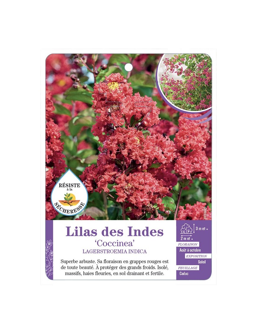 LAGERSTROEMIA COCCINEA voir Lilas des Indes