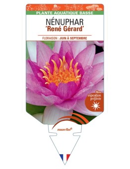 NYMPHAEA René Gérard voir NÉNUPHAR