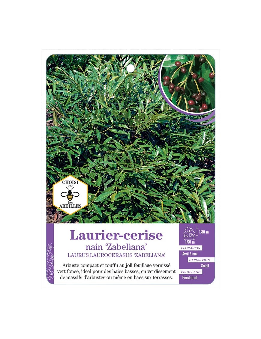 LAURUS LAUROCERASUS ZABELIANA voir Laurier-cerise nain