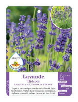 LAVANDULA ANGUSTIFOLIA HIDCOTE voir Lavande