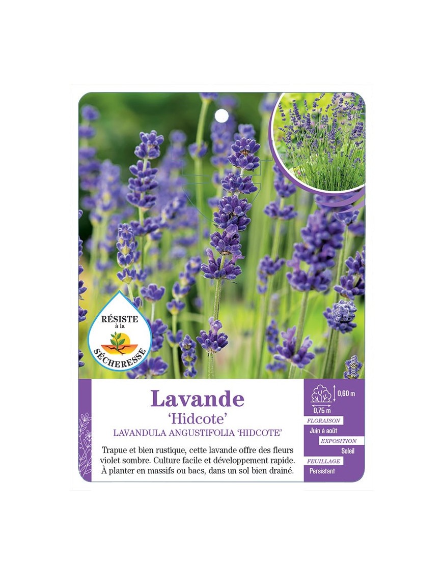 LAVANDULA ANGUSTIFOLIA HIDCOTE voir Lavande