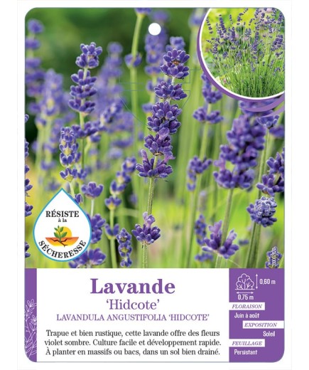 LAVANDULA ANGUSTIFOLIA HIDCOTE voir Lavande