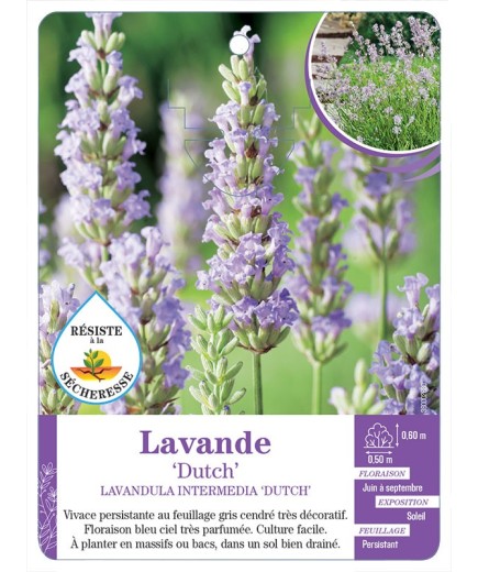 LAVANDULA INTERMEDIA DUTCH voir Lavande