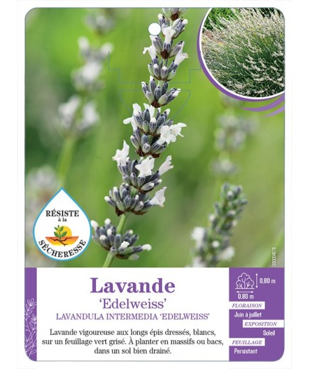 LAVANDULA INTERMEDIA EDELWEISS voir Lavande