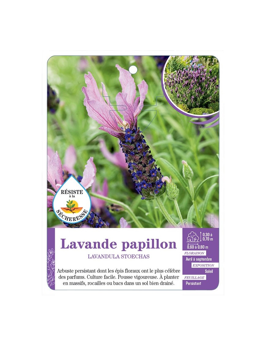 LAVANDULA STOECHAS voir Lavande papillon