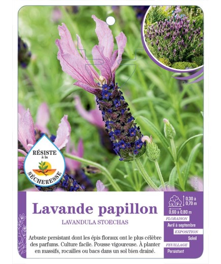 LAVANDULA STOECHAS voir Lavande papillon