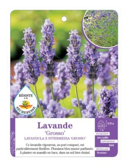 LAVANDULA X INTERMEDIA GROSSO voir Lavande