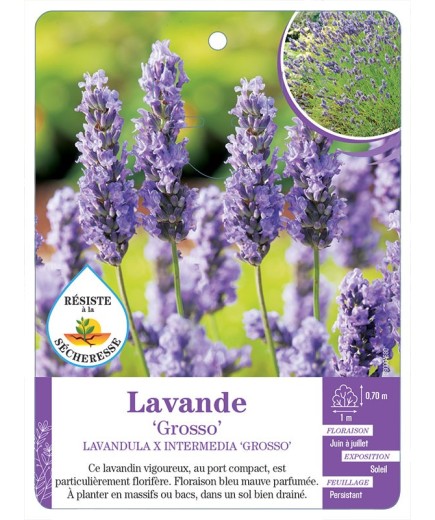 LAVANDULA X INTERMEDIA GROSSO voir Lavande