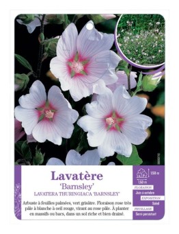 LAVATERA THURINGIACA BARNSLEY voir Lavatère
