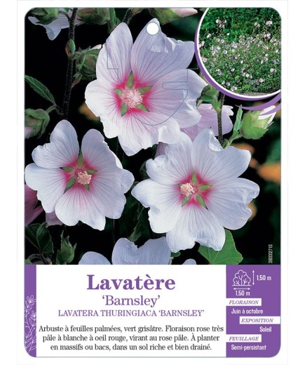 LAVATERA THURINGIACA BARNSLEY voir Lavatère