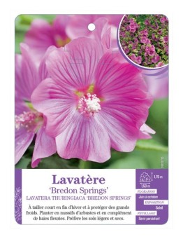 LAVATERA THURINGIACA BREDON SPRINGS voir Lavatère