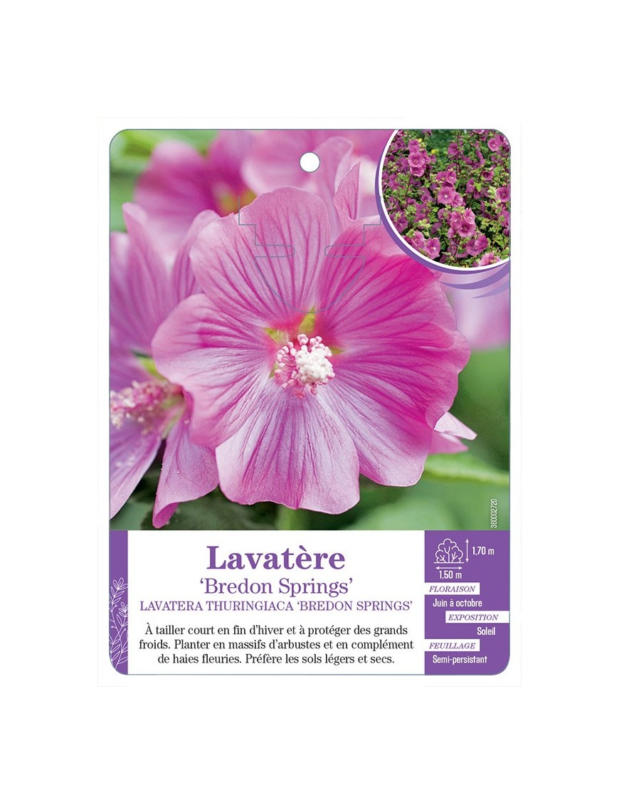 LAVATERA THURINGIACA BREDON SPRINGS voir Lavatère