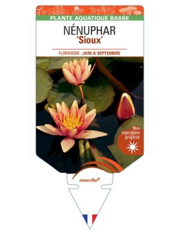 NYMPHAEA Sioux voir NÉNUPHAR
