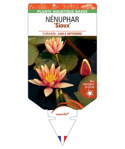 NYMPHAEA Sioux voir NÉNUPHAR