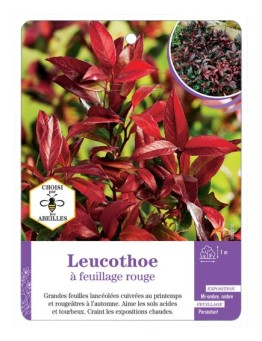 LEUCOTHOE A FEUILLAGE ROUGE