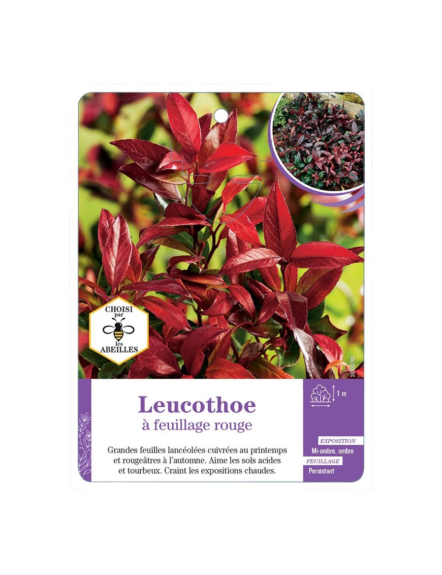 LEUCOTHOE A FEUILLAGE ROUGE